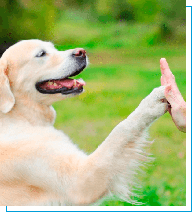 Golden Retriever dog giving paw to hand high five